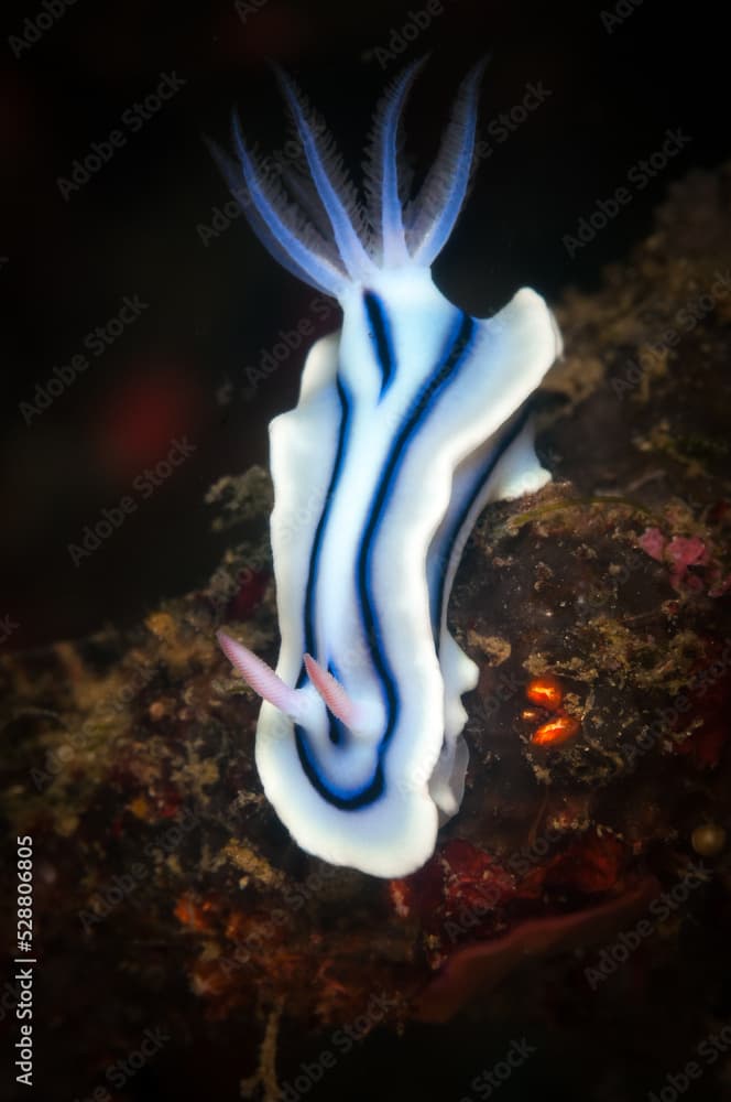 Underwater macro life in the Lembeh Straits of Indonesia - the chromodoris willani nudibranch