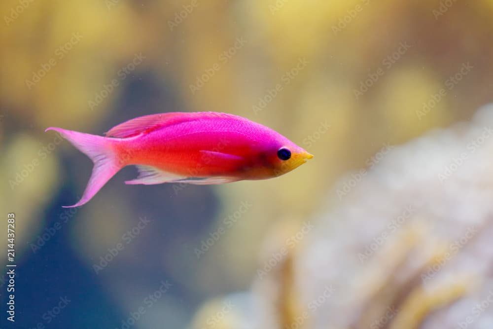 Redfin Fairy Male, Cirrhilabrus rubripinnis, reef fish, from Pacific and Indian Ocean. Nature water habitat. water with beautiful pink red animal in sea water.