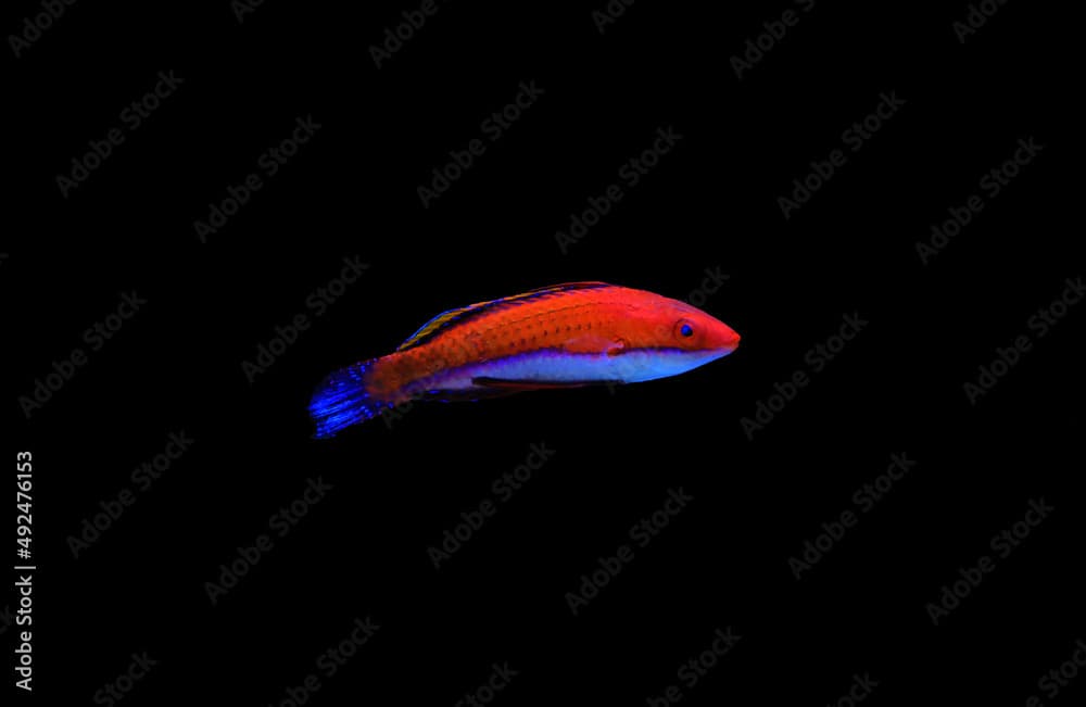 Ruby Longfin Fairy Wrasse
(Cirrhilabrus rubeus)