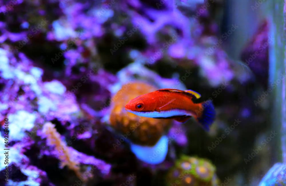 Ruby Longfin Fairy Wrasse
(Cirrhilabrus rubeus)