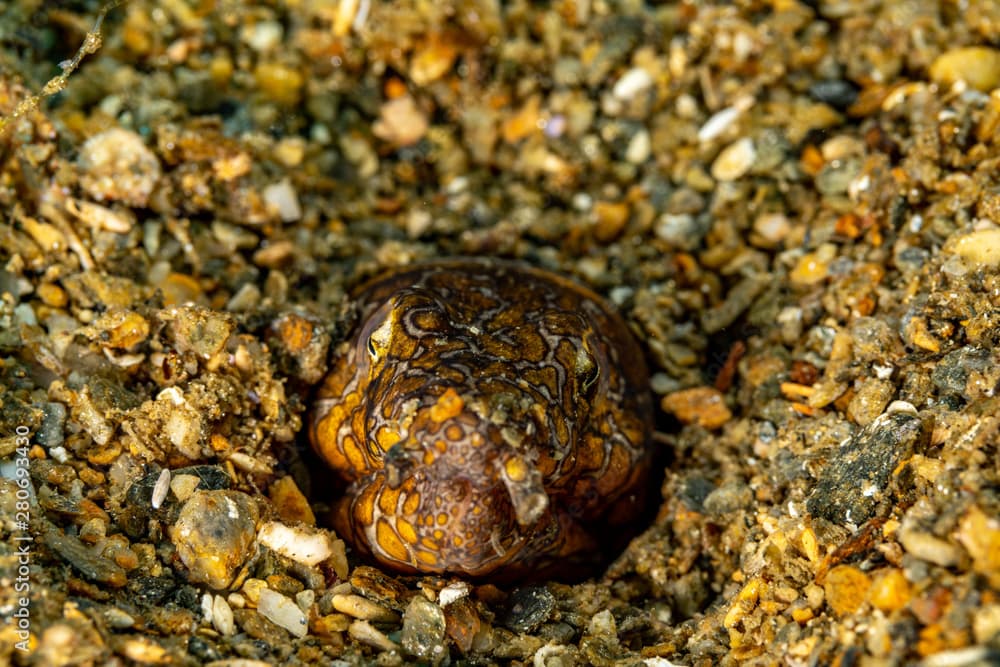 Napoleon snake eel, Ophichthus bonaparti, also known as the Napoleon eel, the Purplebanded snake eel, or the Saddled snake-eel is an eel in the family Ophichthidae