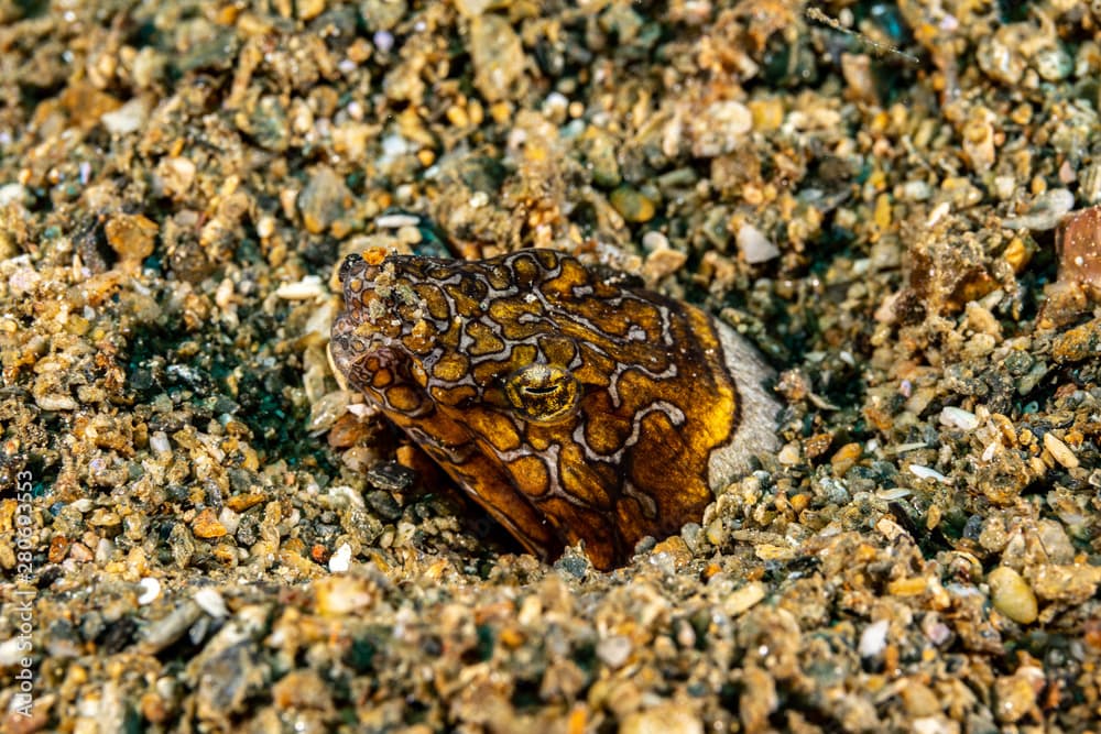 Napoleon snake eel, Ophichthus bonaparti, also known as the Napoleon eel, the Purplebanded snake eel, or the Saddled snake-eel is an eel in the family Ophichthidae