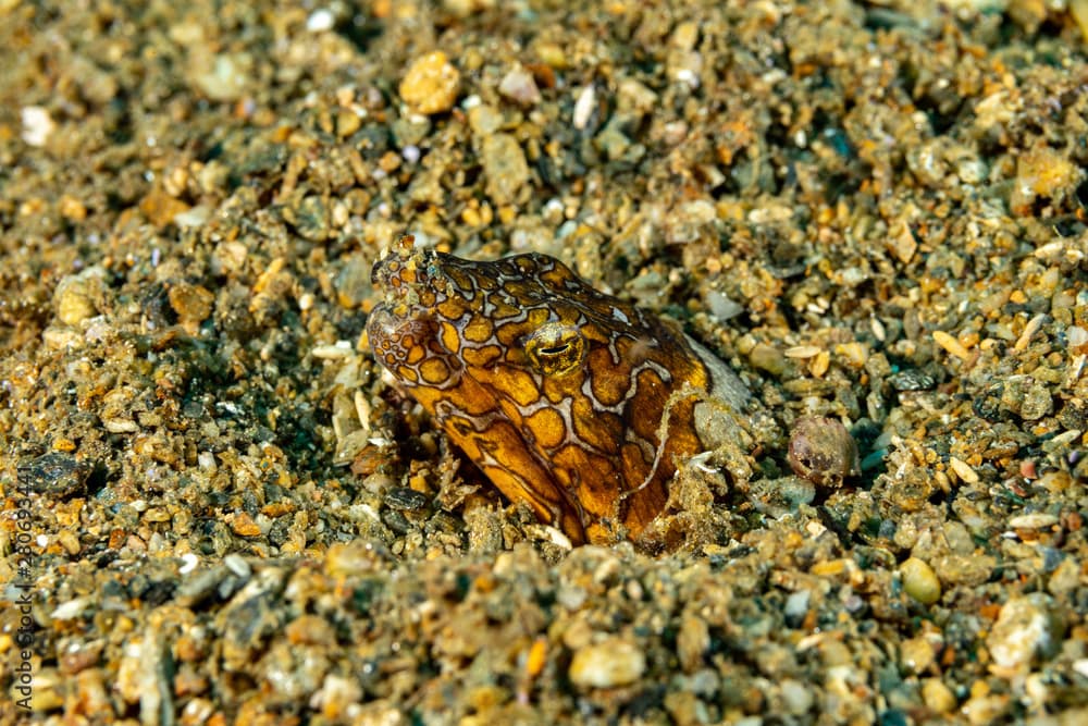 Napoleon snake eel, Ophichthus bonaparti, also known as the Napoleon eel, the Purplebanded snake eel, or the Saddled snake-eel is an eel in the family Ophichthidae