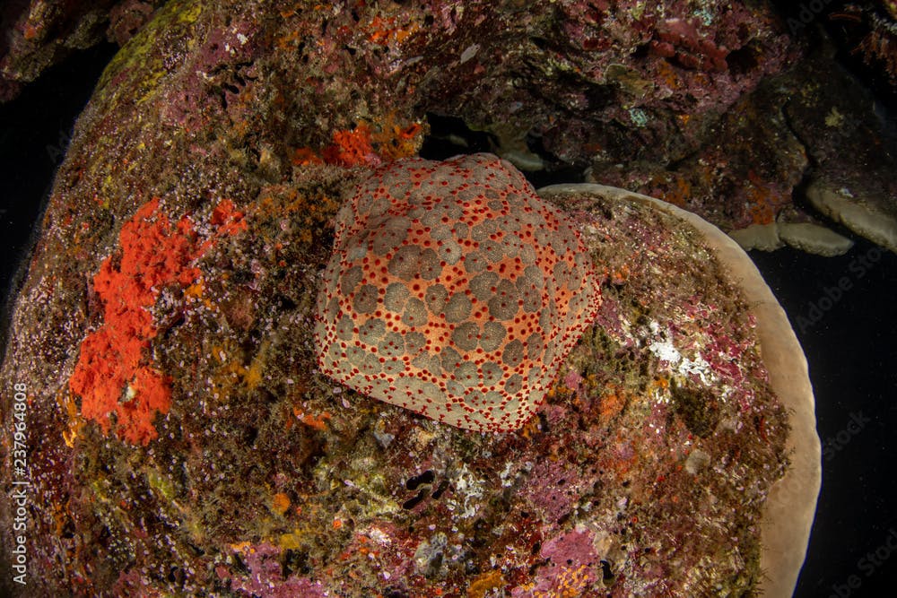Cushion sea star, Culcita novaeguineae closeup in Andaman sea 