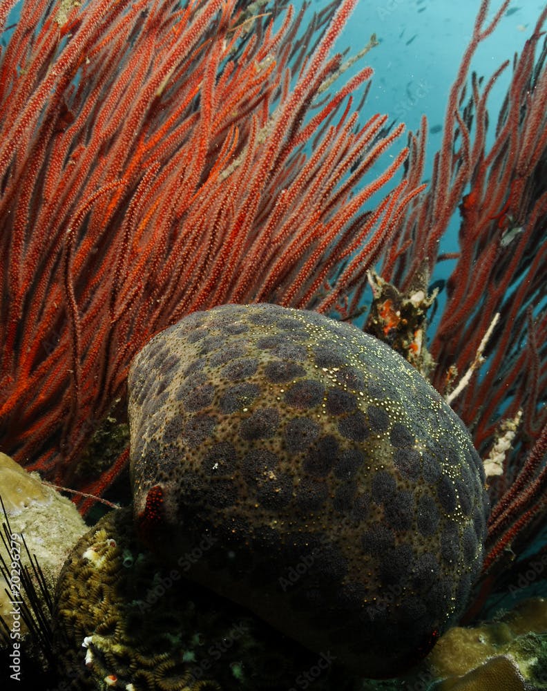 Schmedelian pin-cushion sea star(Culcita schmideliana)