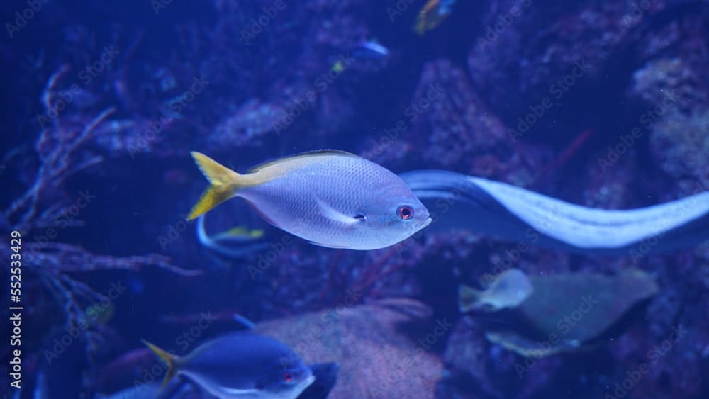 The yellowback fusilier (Caesio xanthonota) is a pelagic marine ray-finned fish, a fusilier belonging to the family Caesionidae. 