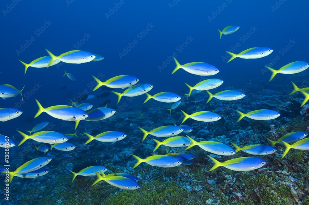 Yellowback fusiliers, Caesio teres, Palmyra Atoll