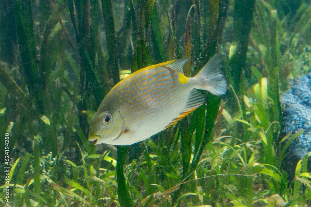 Lined Rabbitfish (Siganus lineatus) swimming in seagrass