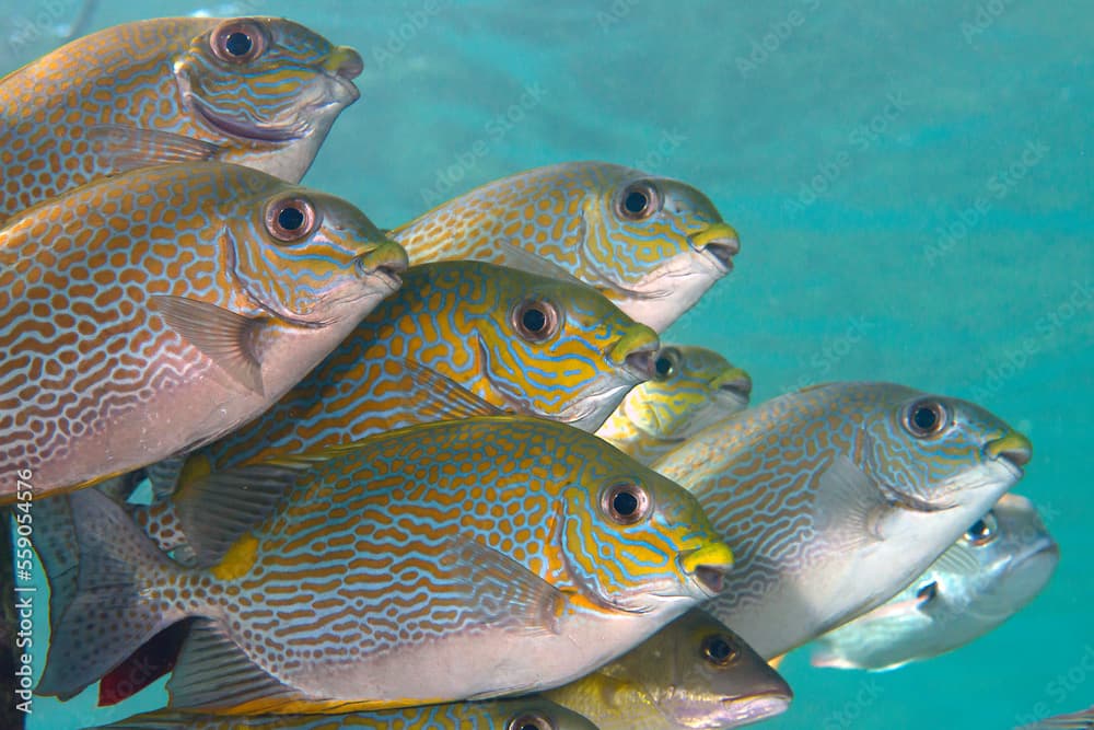 School of  golden-lined spinefoot , Siganus lineatus, goldlined rabbitfish or lined rabbitfish under the water surface of Bali