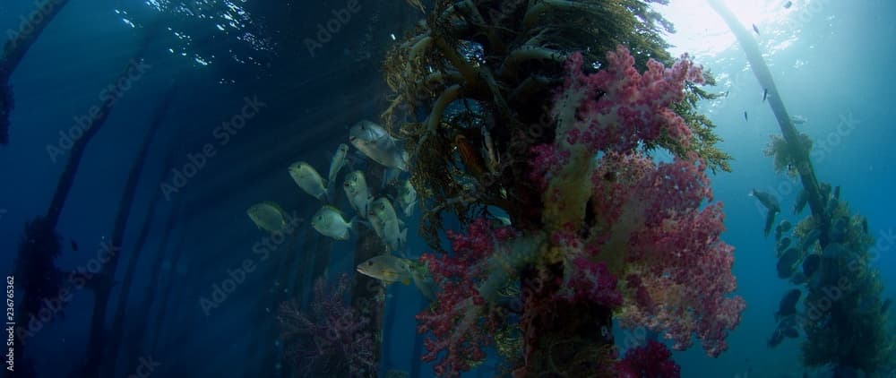 Mystic mood.Schools of Fish around the Jetty seek shelter, Goldspot spinefoot, Siganus lineatus, Raja Ampat, Indonesia