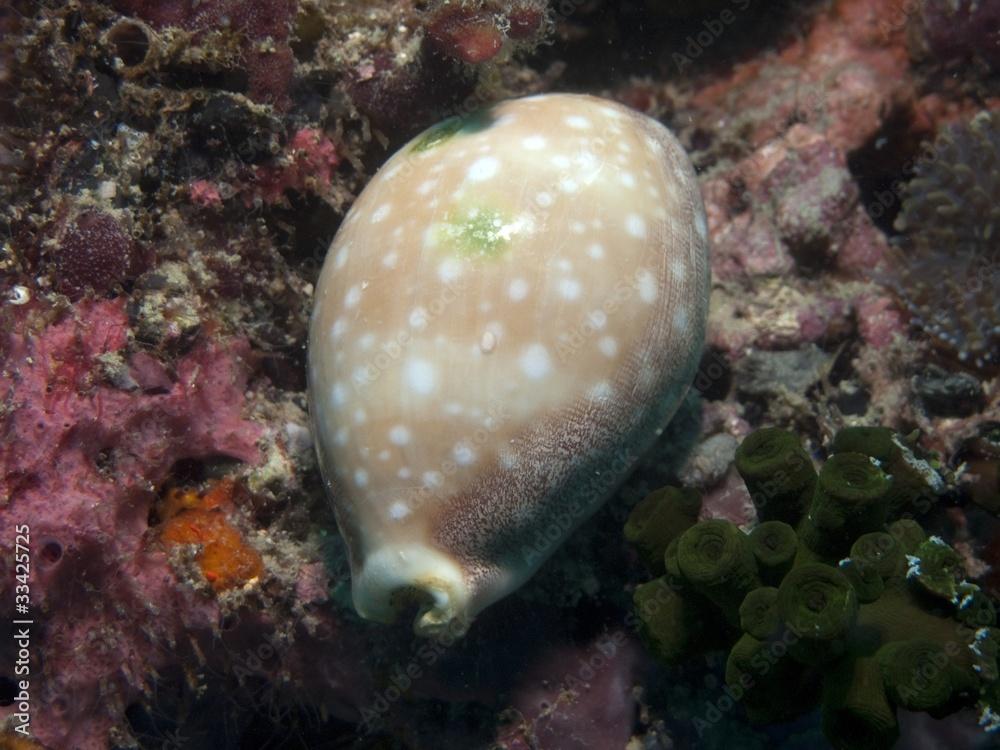 Cowry - Mauritia arabica