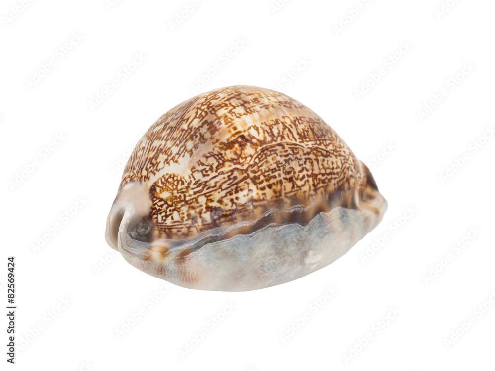 Arabian Cowrie sea shell - Mauritia arabica arabica