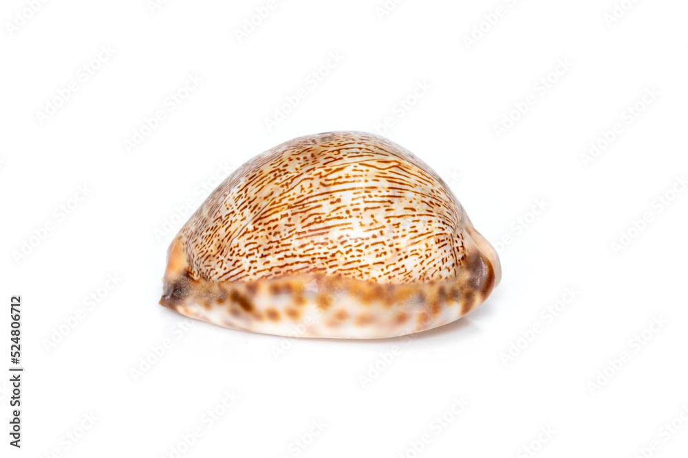 Image of Image of seashells cypraea arabica on a white background. Undersea Animals. Sea Shells.seashells cypaea arabica on a white background. Undersea Animals. Sea Shells.