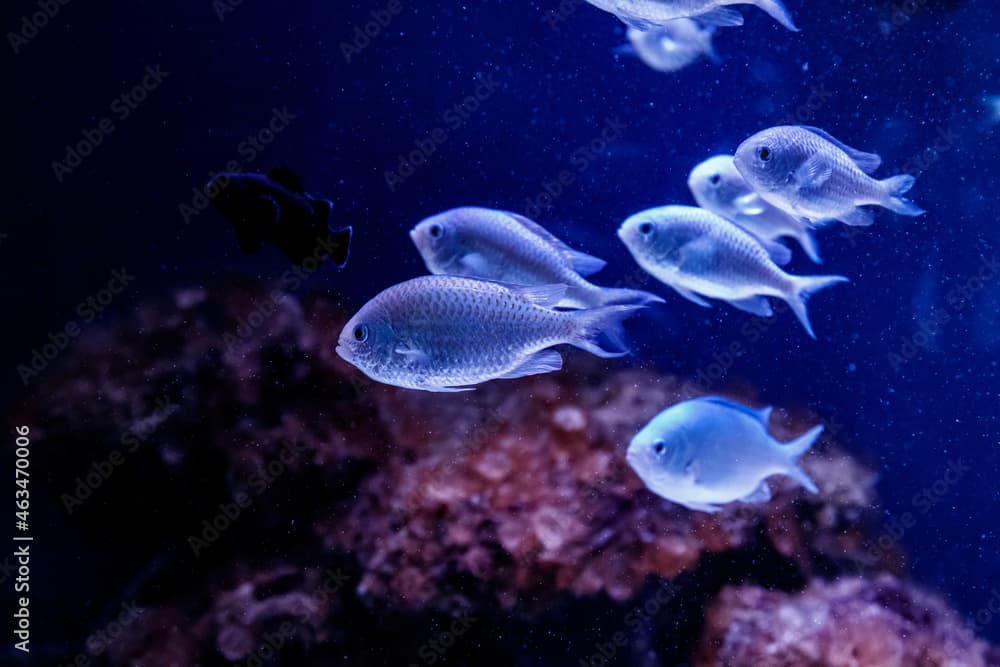 blue chromis fish macro