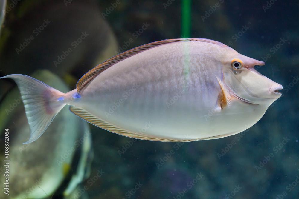 Bluespine unicornfish (Naso unicornis).