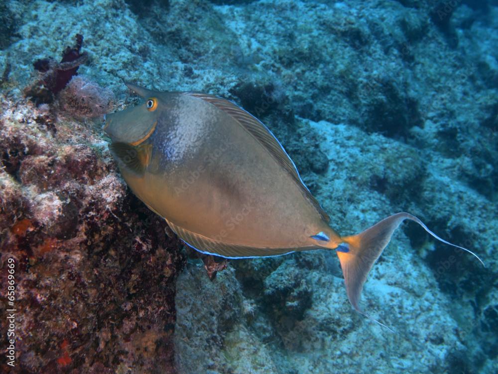 Bluespine unicornfish