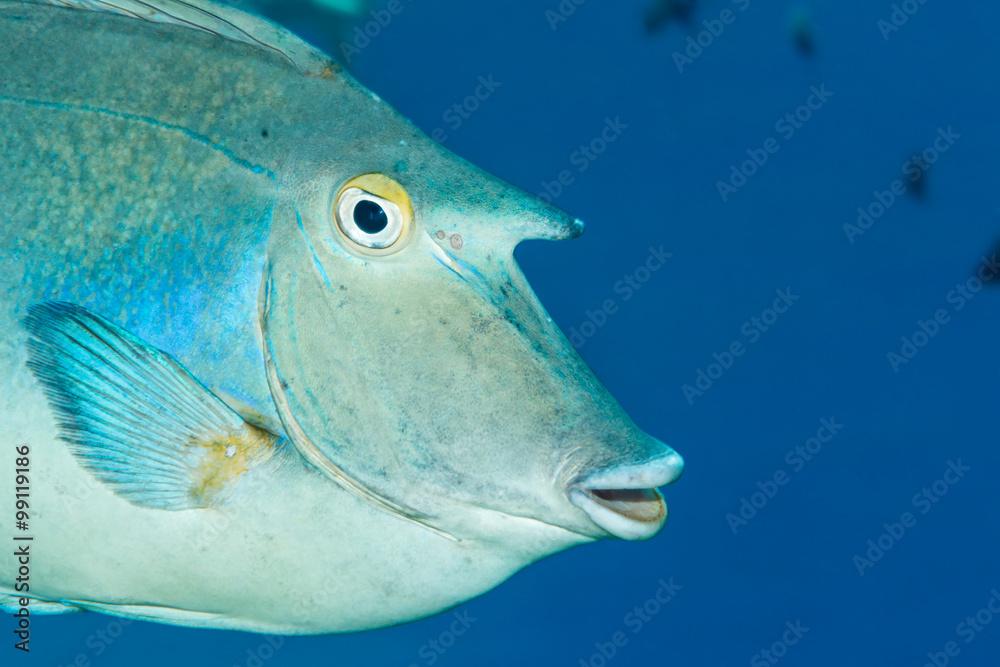 Bluespine unicornfish close-up view of 'horn'