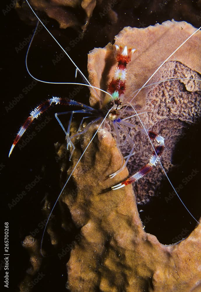 Peppermint Shrimp On Brown Tube Sponge