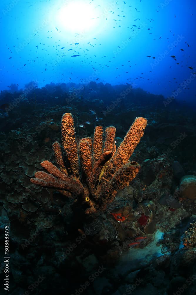 Brown tube sponge