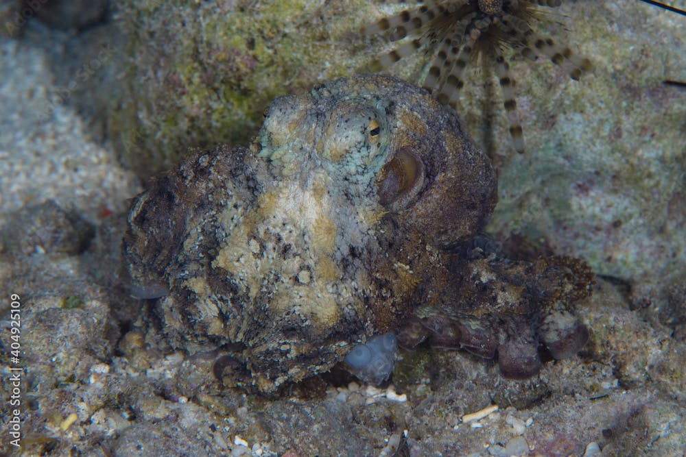 Algae octopus camouglages perfectly with its surrounding on coral reef - Abdopus aculeatus