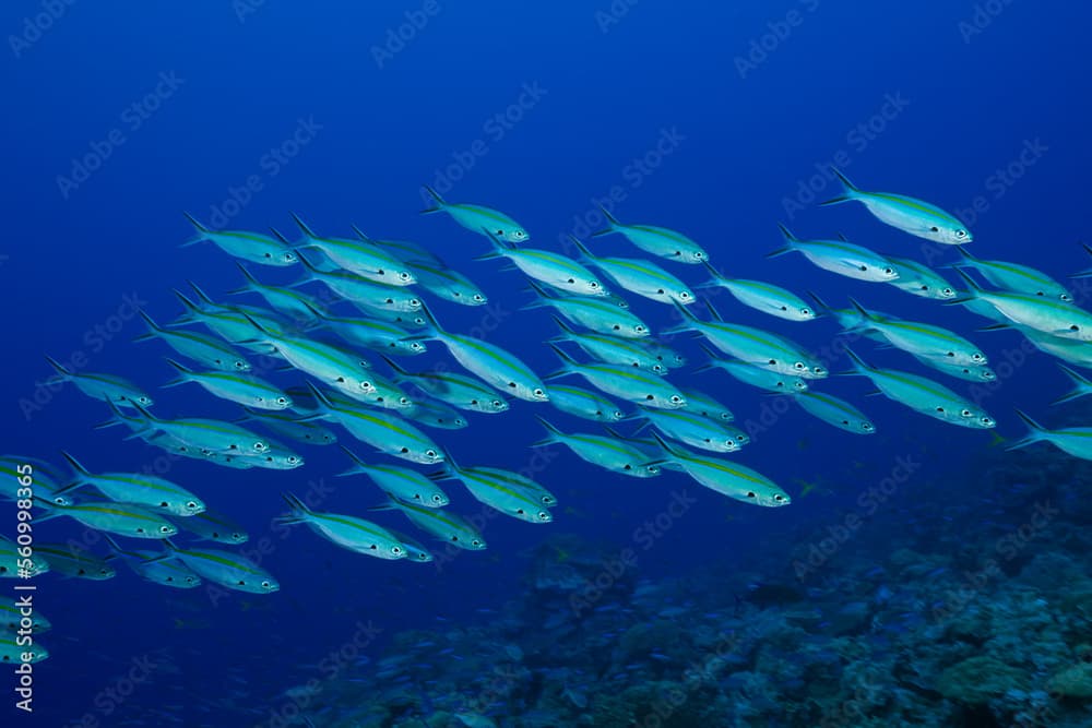 School of gold-banded fusilier (Caesio caerulaurea) fish swimming underwater