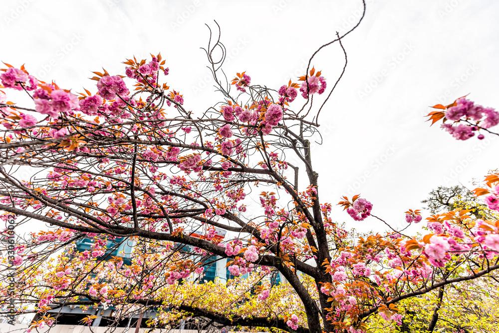 Kyoto street in spring in Japan wide angle view sakura cherry blossom petals flowers on tree by downtown building