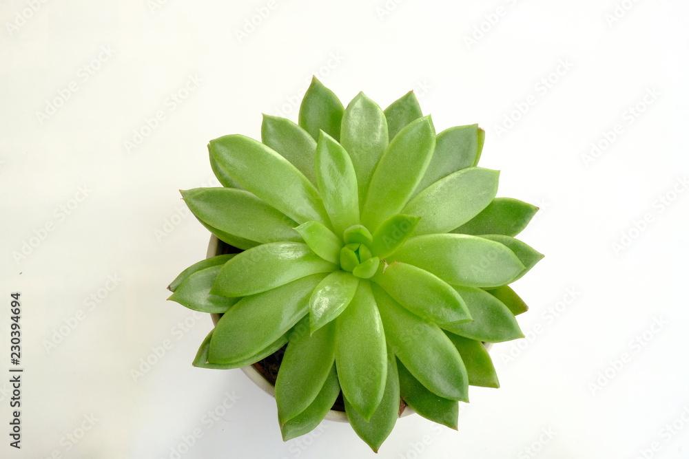 green plant 2