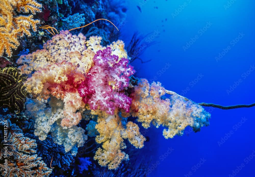 dendronephthya soft corals