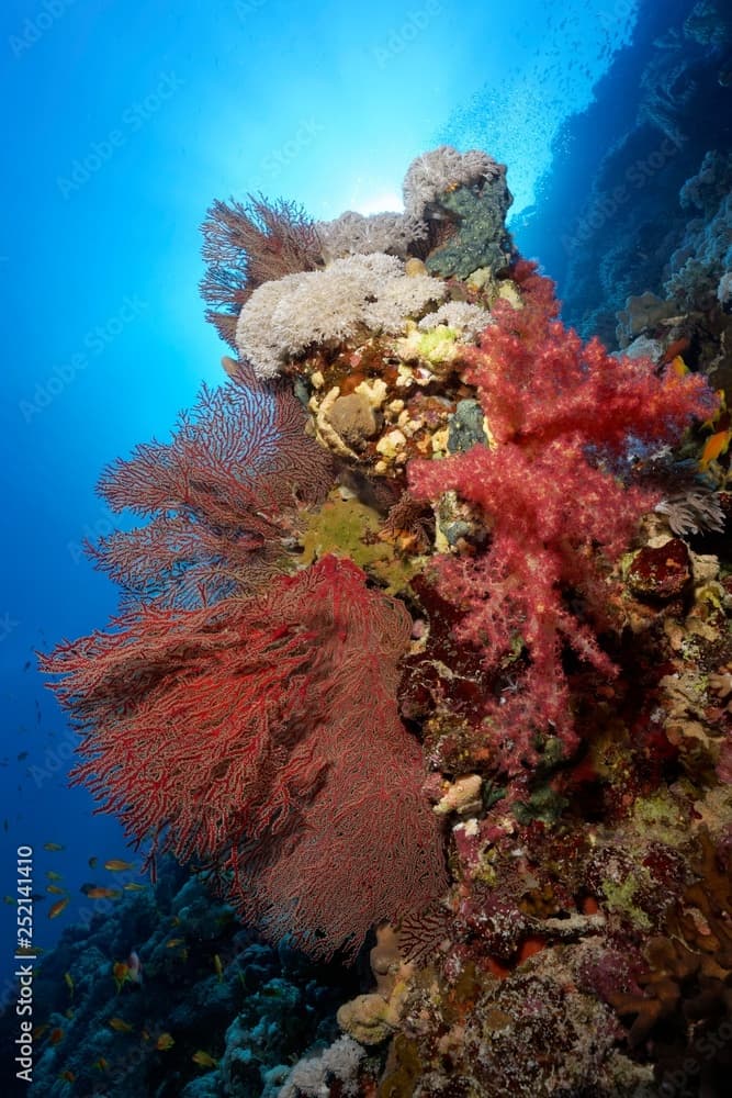 Reef legde on coral reef, cliff densely covered with various corals (Dendronephthya klunzingeri), (Acabaria splendens), (Xenia sp.), Red Sea, Egypt, Africa