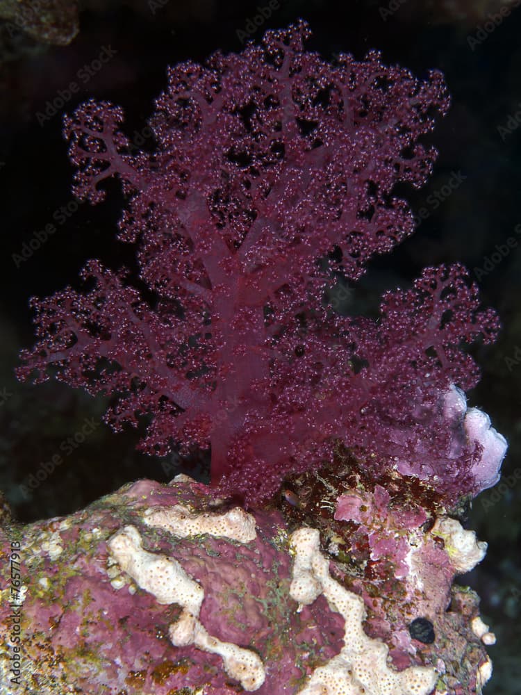 Soft coral Dendronephthya klunzingeri