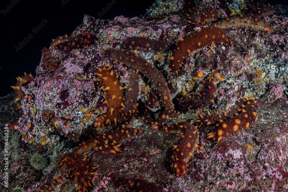 A Pickle of Sea Cucumbers