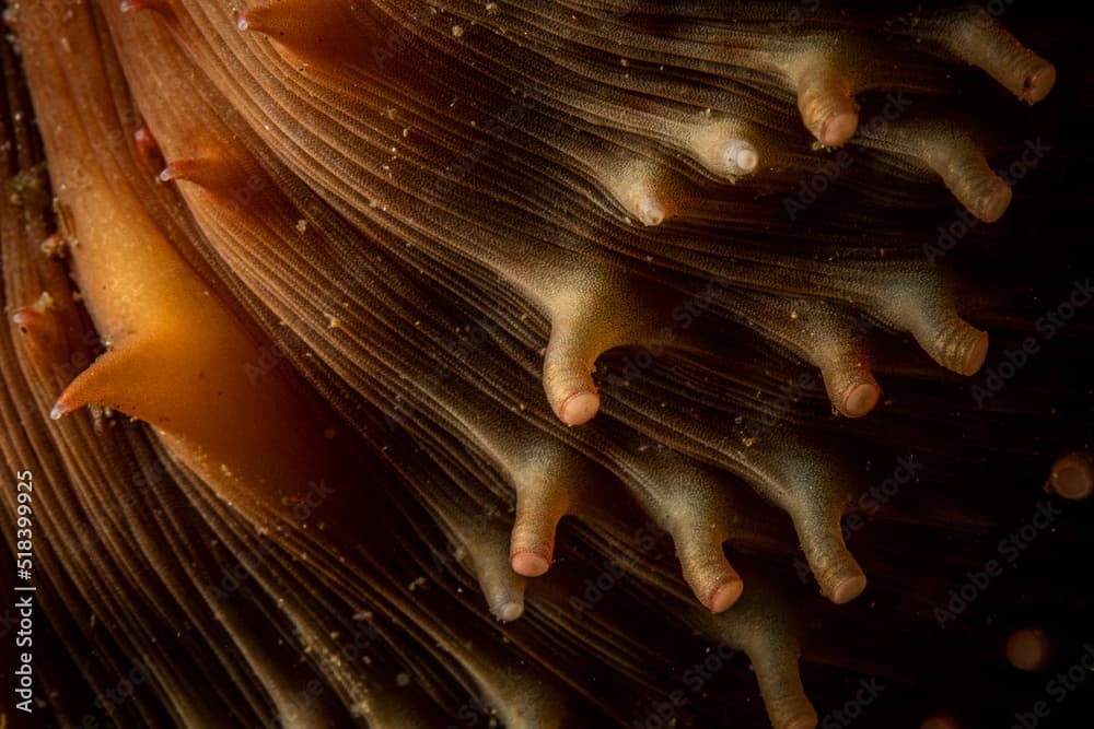 Sea Cucumber Feet