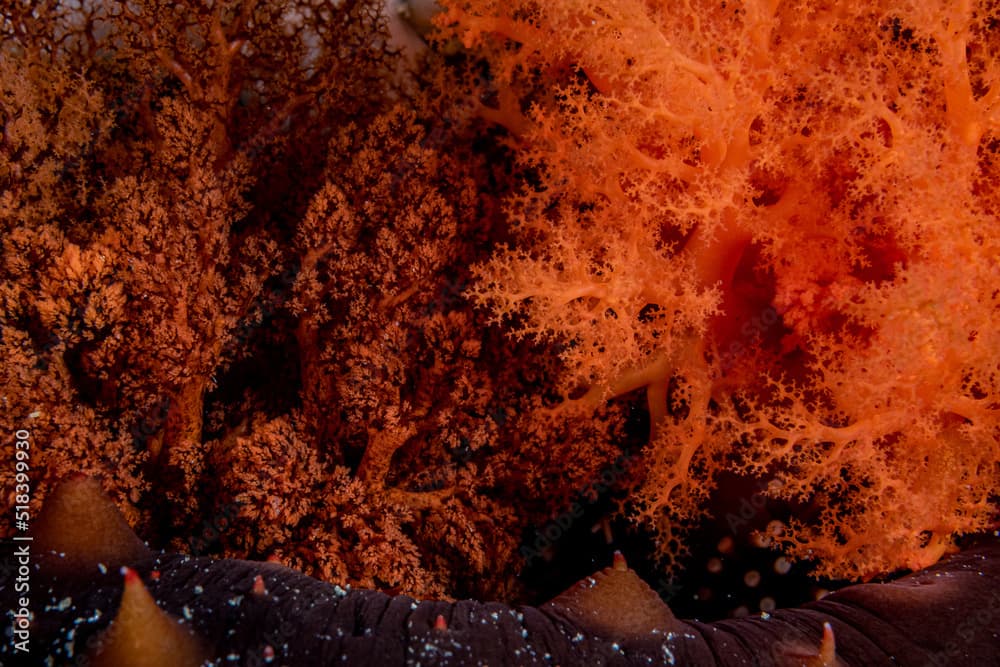 Orange Sea Cucumber Abstract