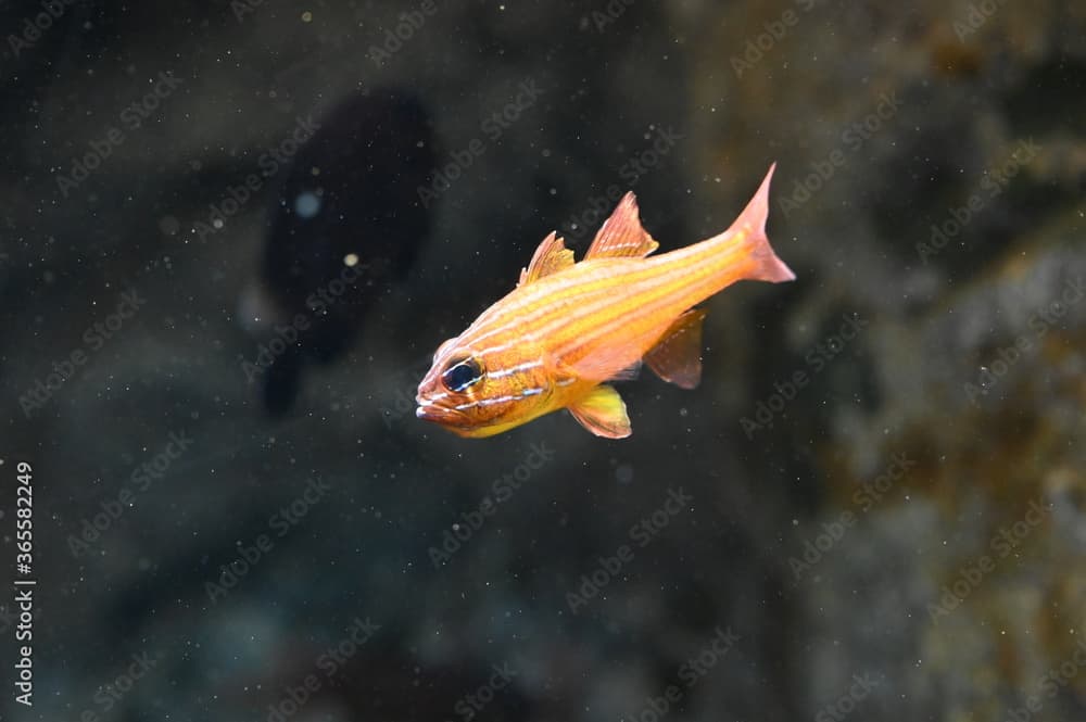 水中を泳ぐ縞模様が美しいキンセンイシモチ