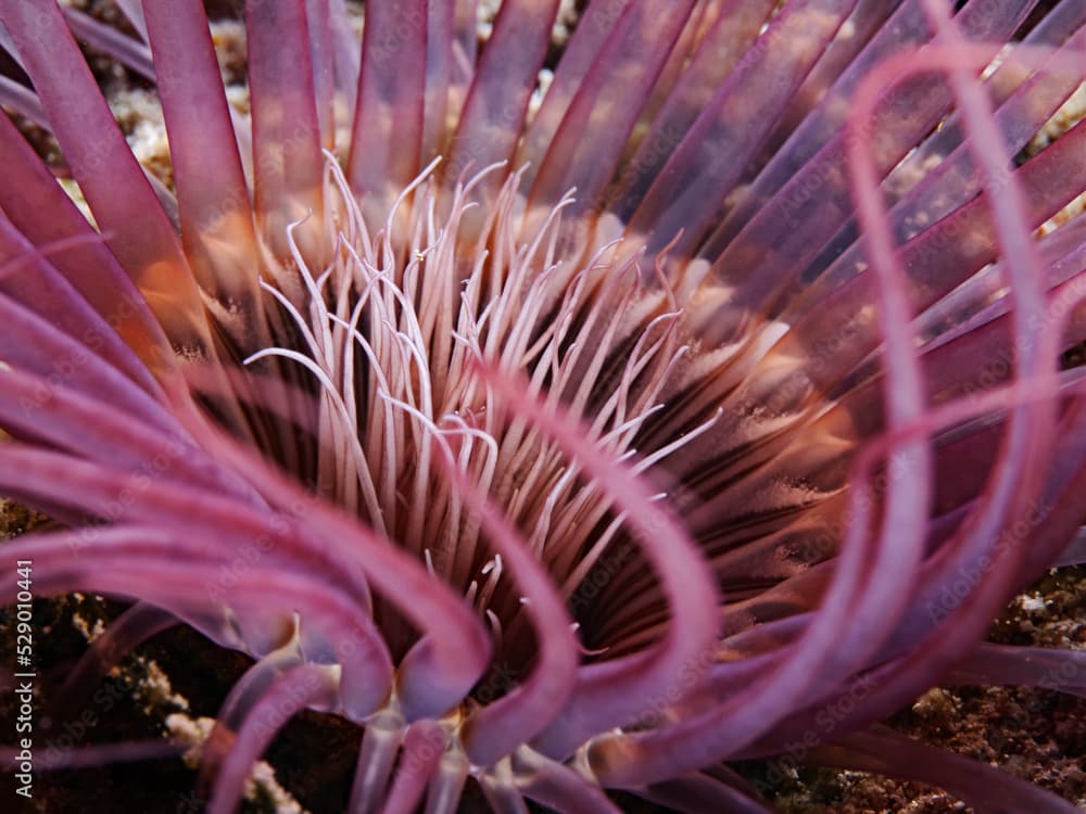 Tube Anemone, Faden-Zylinderrose (Cerianthus filiformis)