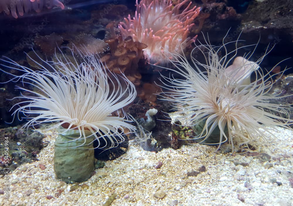 underwater image of some Cerianthus filiformis corals