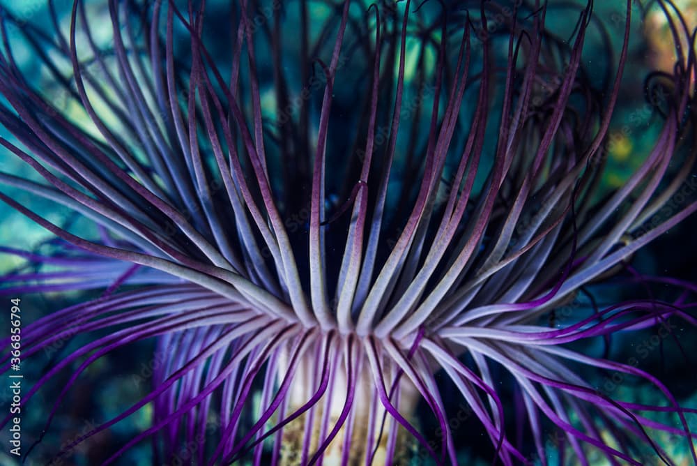 Tube-dwelling anemone. Science name: Cerianthus filiformis Carlgren, 1924 . Owase, Japan