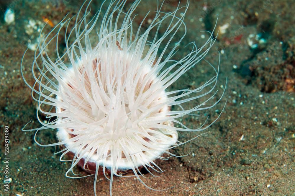 Tube anemone, Cerianthus filiformis, Bali Indonesia.