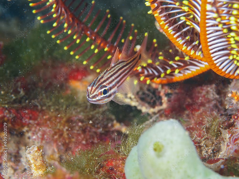 Candystripe cardinalfish (Osezaki, Shizuoka, Japan)