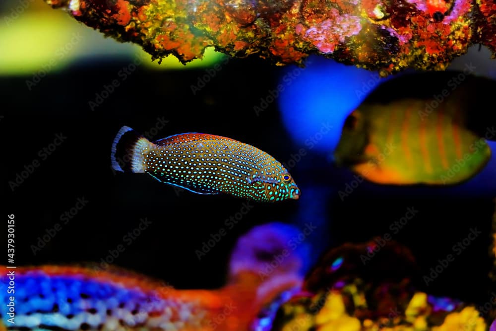 Blue-spotted wrasse - Anampses Caeruleopunctatus