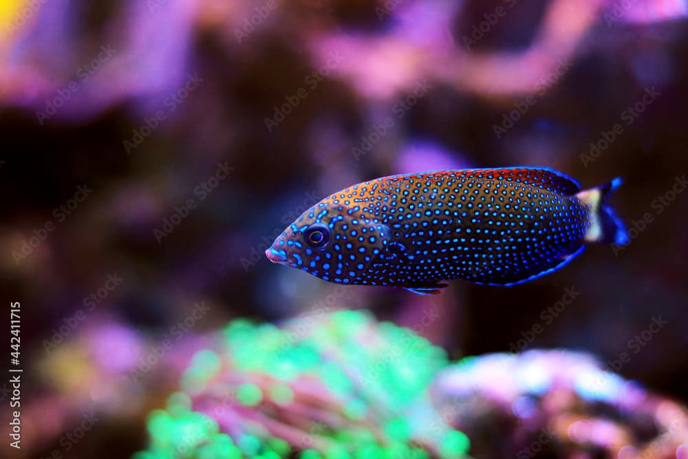 Blue-spotted wrasse - Anampses Caeruleopunctatus