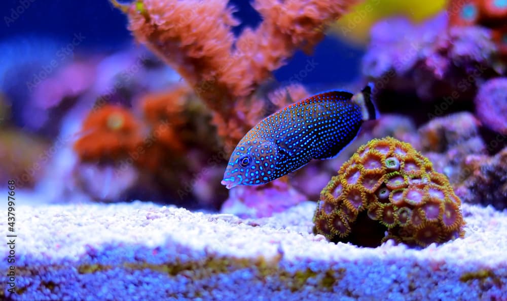 Blue-spotted wrasse - Anampses Caeruleopunctatus