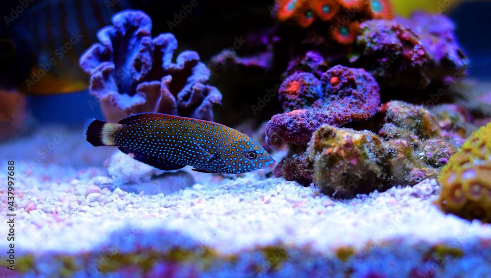 Blue-spotted wrasse - Anampses Caeruleopunctatus