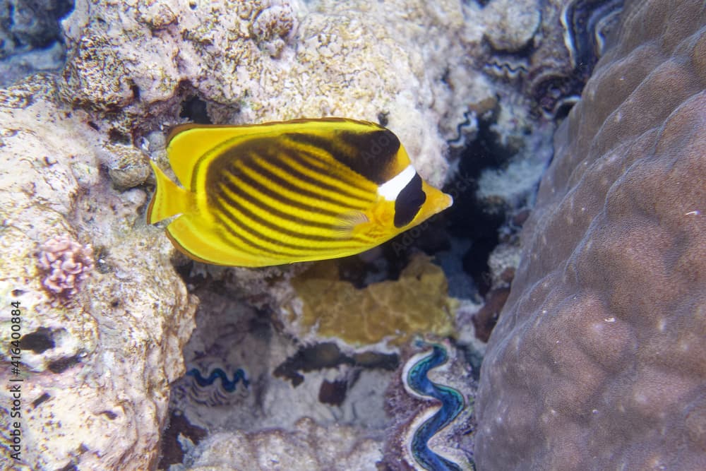 Moontail bullseye (Priacanthus hamrur) in Red Sea