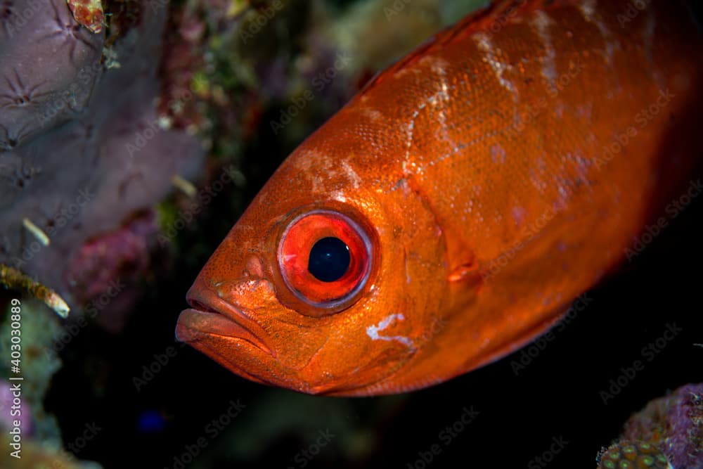 Bullseye fish (Priacanthus hamrur) close up Bonaire Caribbean sea