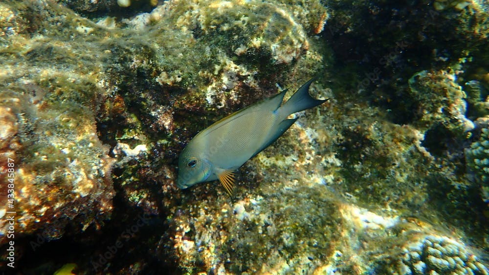 Striated surgeonfish (Ctenochaetus striatus) undersea, Red Sea, Egypt, Sharm El Sheikh, Nabq Bay