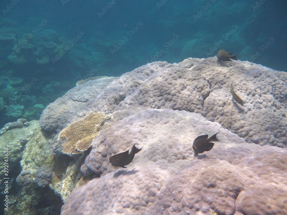 Okinawa,Japan-June 1, 2019: Striated surgeonfish or Striped Bristletooth or Ctenochaetus striatus over shelf of coral at the north of Ishigaki island, Okinawa