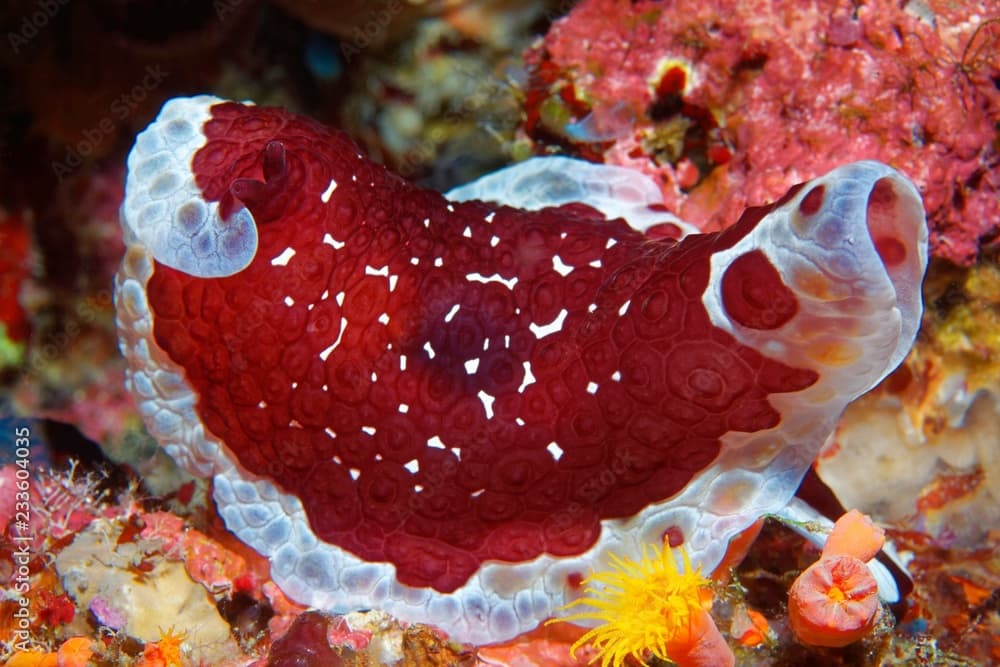 Pleurobranchus grandis (Pleurobranchus grandis), marine nudibranch sitting in coral reef, Selayar, South Sulawesi, Pacific, Indonesia, Asia