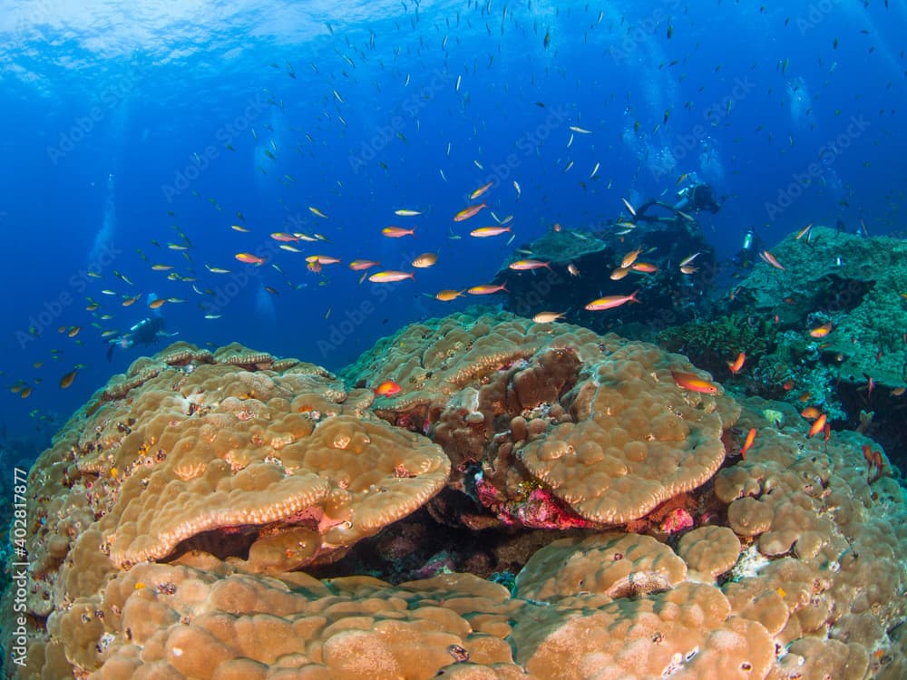 Hump corals with reef fish (Burma Banks, Mergui archipelago, Myanmar)