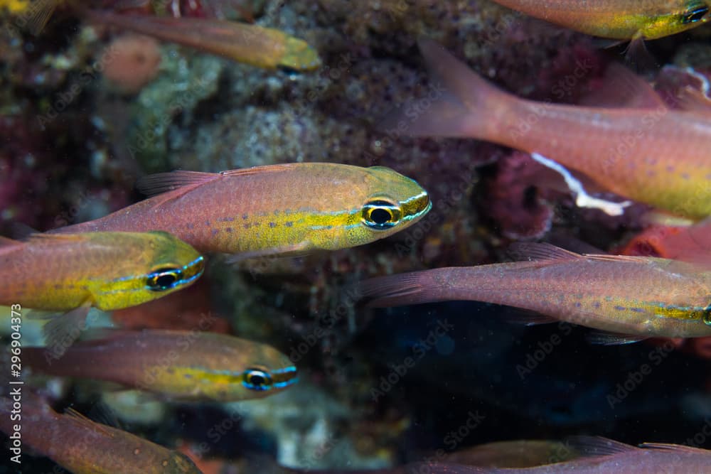 Short-tooth cardinal or Goldbelly cardinalfish (Ostorhinchus apogonoides)